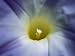 A Close View of a Heavenly Blue Morning Glory Flower Photographic Poster Print by Bill Curtsinger, 48x64