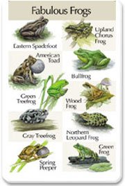 Identiflyer SongCard - Fabulous Frogs