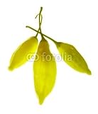 Wallmonkeys Peel and Stick Wall Decals - Lemon Drop, Brésil - Removable Graphic