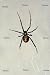 'Black Widow Spider' Wall Decal - 32"W x 48"H Removable Graphic