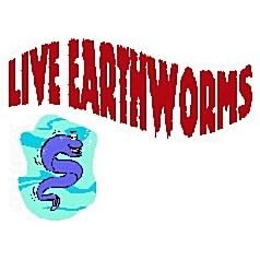 Red Wigglers worms (EF) for Organic Gardening, Composting or bird food.