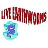 Red Wigglers worms (EF) for Organic Gardening, Composting or bird food.