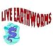 Red Wigglers worms (EF) for Organic Gardening, Composting or bird food.