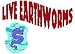 Outdoor Living : Earthworms - Domestic Red