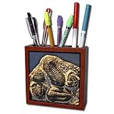 Kike Calvo Fossil and Dinosaur Photos - Phacopidae trilobites from the devonic in Morrocco - Tile Pen Holders-5 inch tile pen holder