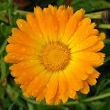 Calendula officinalis (English Marigold) - Bulk Wildflower Seeds
