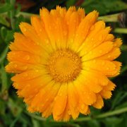 Calendula officinalis (English Marigold) - Bulk Wildflower Seeds