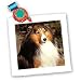 Dogs Sable Border Collies - Sable Border Collie - Quilt Squares
