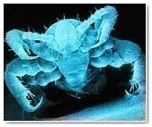 Parasites Eating Us Alive