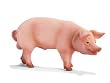 Boar