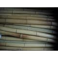 10 Bambusstangen Bambusstange Bambusrohr Bambusrohre 1,95 mtr.