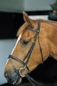 JHL Pro Flash Bridle with Reins-Brown- Full