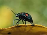 An Australian Ladybug Crawls Along the Edge of a Leaf National Geographic Collection Photographic Poster Print by Roy Toft, 32x24