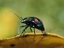 An Australian Ladybug Crawls Along the Edge of a Leaf National Geographic Collection Photographic Poster Print by Roy Toft, 32x24