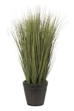 27 &acute; Potted Grass Silk Plant - B00312OJZ6