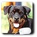 rottweiler24  - Dogs Rottweiler Rottweiler Mouse Pads