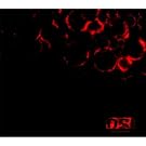 Blood