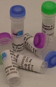 Mouse CCL2 Recombinant Protein