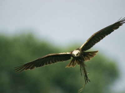 Raptor in Flight with Nest Building Material in its Talons Photographic Poster Print - 18x24
