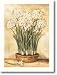 Potted Narcissus by Chaden, UNFRAMED Art Print