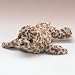 Search : 9 Inch Plush Harbor Seal By Wildlife Artists