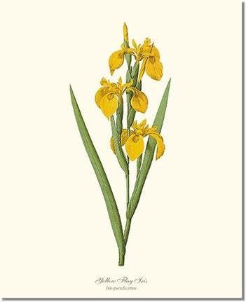 Vintage Botanical Flower Art Print: Iris, Yellow Flag (Redoute) 8x10 Print Yellow Flag Iris - Iris p