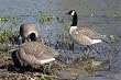 GHG Flocked Big Foot Replacement Goose Decoy Heads - Feeder Style