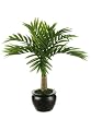 12" Desktop Coconut Palm Plant