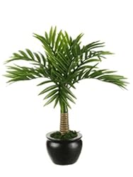 12" Desktop Coconut Palm Plant