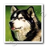 Dogs Alaska Malamute - Alaska Malamute Dog - Iron on Heat Transfers