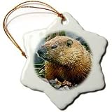 Wild animals - Groundhog - Ornaments