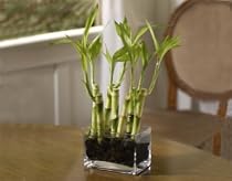 River Rock Bamboo
