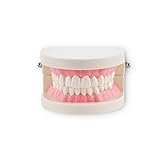 Denshine 8.1cm x 6.7cm x 5.2cm Dental Demonstration Model for dentist, Standard tooth model, natomy Typodont Orthodontic , Teeth Normal Standart by Denshine