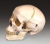 LWW Plastic Human Skull, Numbered-A21
