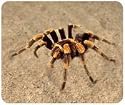JCI - Mouse Pad - Tarantula