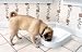 Pet Supplies : Petsafe Five Meal Automatic Pet Feeder