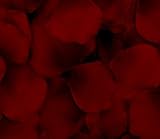100 Silk Rose Petals Wedding Favors - Solid Colors - Burgundy