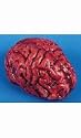 Bloody Brain Hollow Rubber Halloween Prop