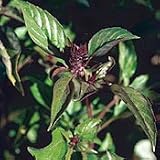 Organic Persian Anise Basil 75 Seeds - Herb