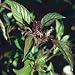 persian29 - Persian Anise Basil pack
