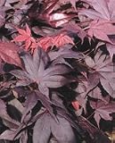 Review   / 1.5m Japanese Maple Plant - Acer Palmatum Okagami