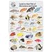 Micronesia & Guam Fish I.D. Card