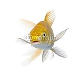 Wallmonkeys Peel and Stick Wall Decals - Yellow Carp - 36