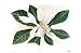 Art Poster Print - Magnolia Fraseri - Artist: Anonymous - Poster Size: 35 X 23 inches