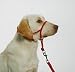 Snoot Loop: Medium, Regular, Red