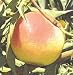 Champagne Peach Tree Five Gallon