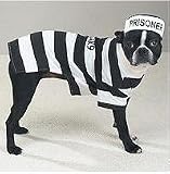 Dog Costume - Prison Pooch Dog Halloween Costume - Small