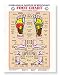 Reflexology Foot Wall Chart