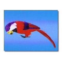 Feather Parrot