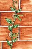 VINE GUIDES FLORIST